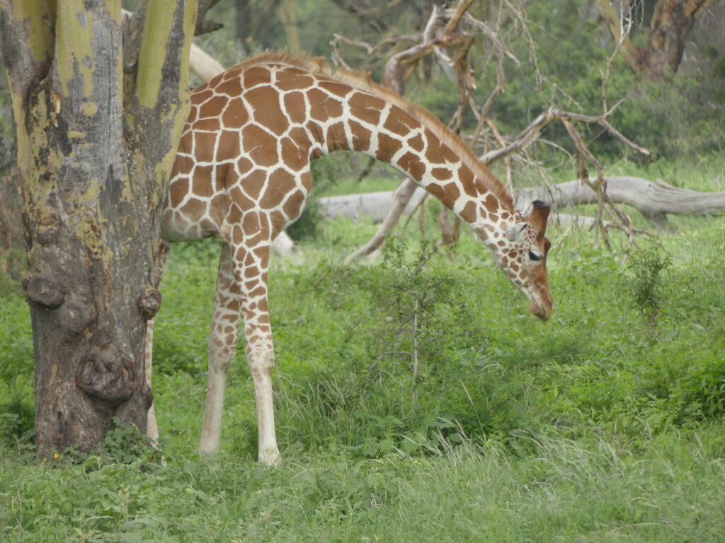 Eine Giraffe schaut hinter einem Baum hervor im Solio Conservancy