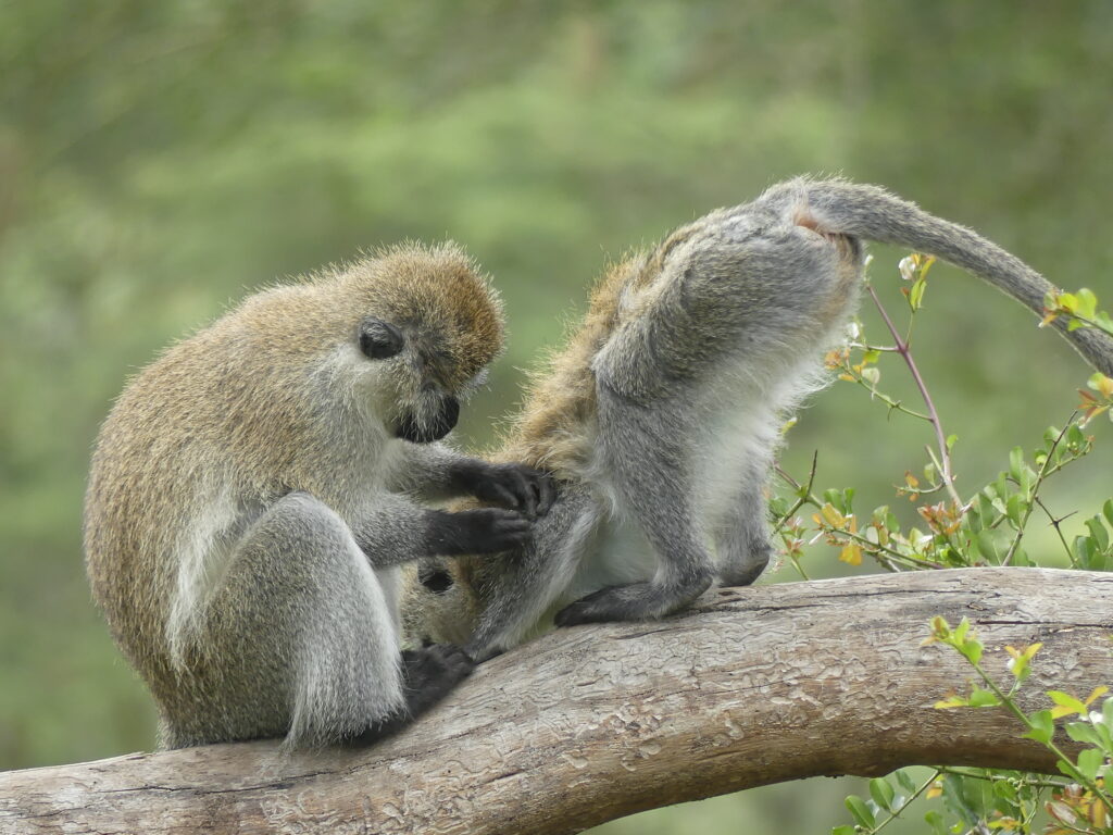 Zwei Äffchen bei der Körperpflege in Kenia