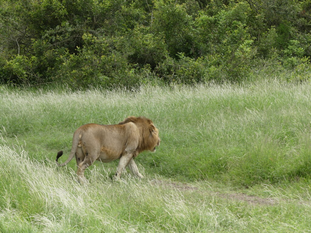 Ein Löwe kreuzt den Weg und läuft auf eine Wiese zu