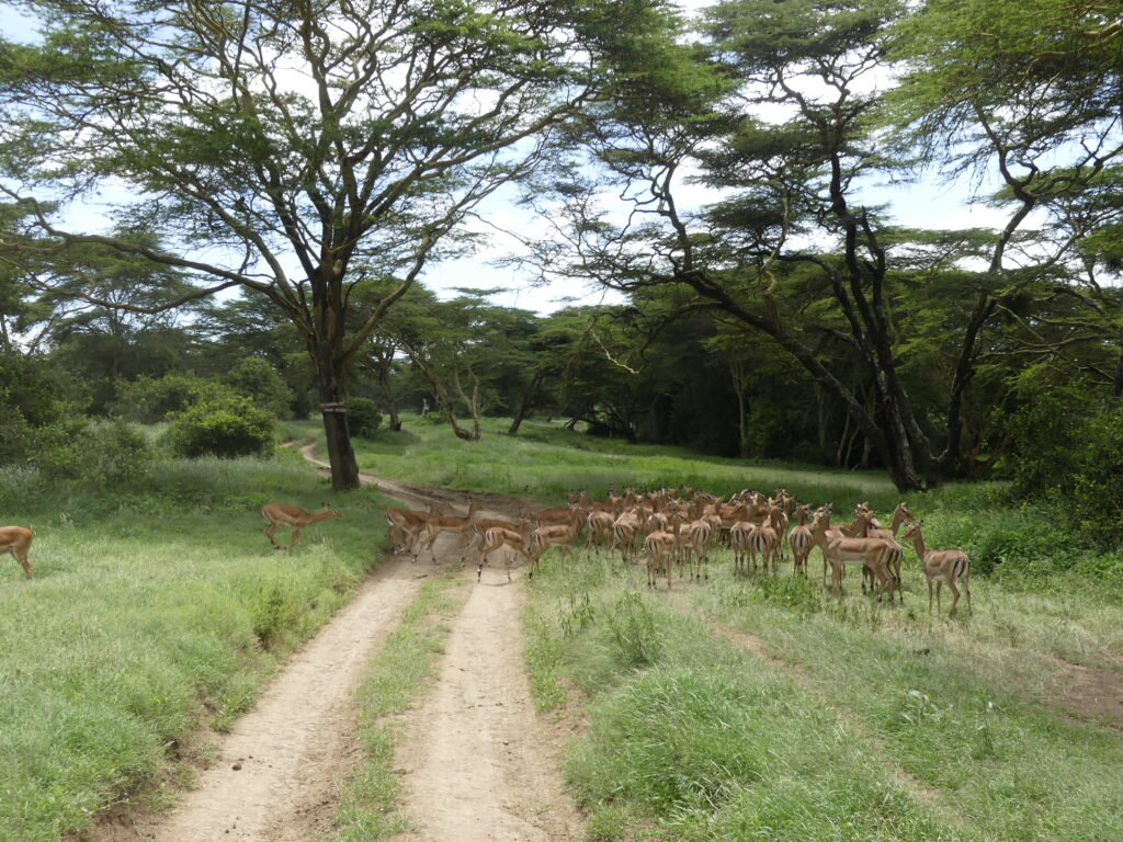 Impalas auf der Fahrbahn im Solio Conservancy