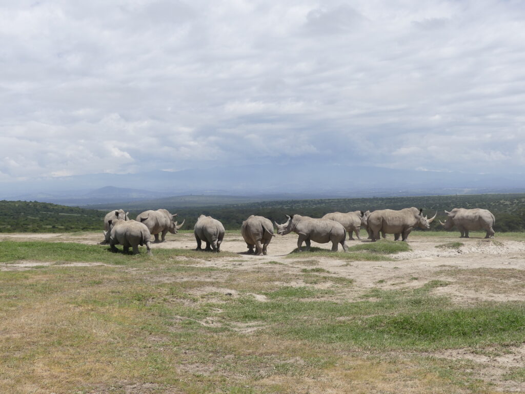 Gruppe von mehreren Nashörnern im Solio Conservancy