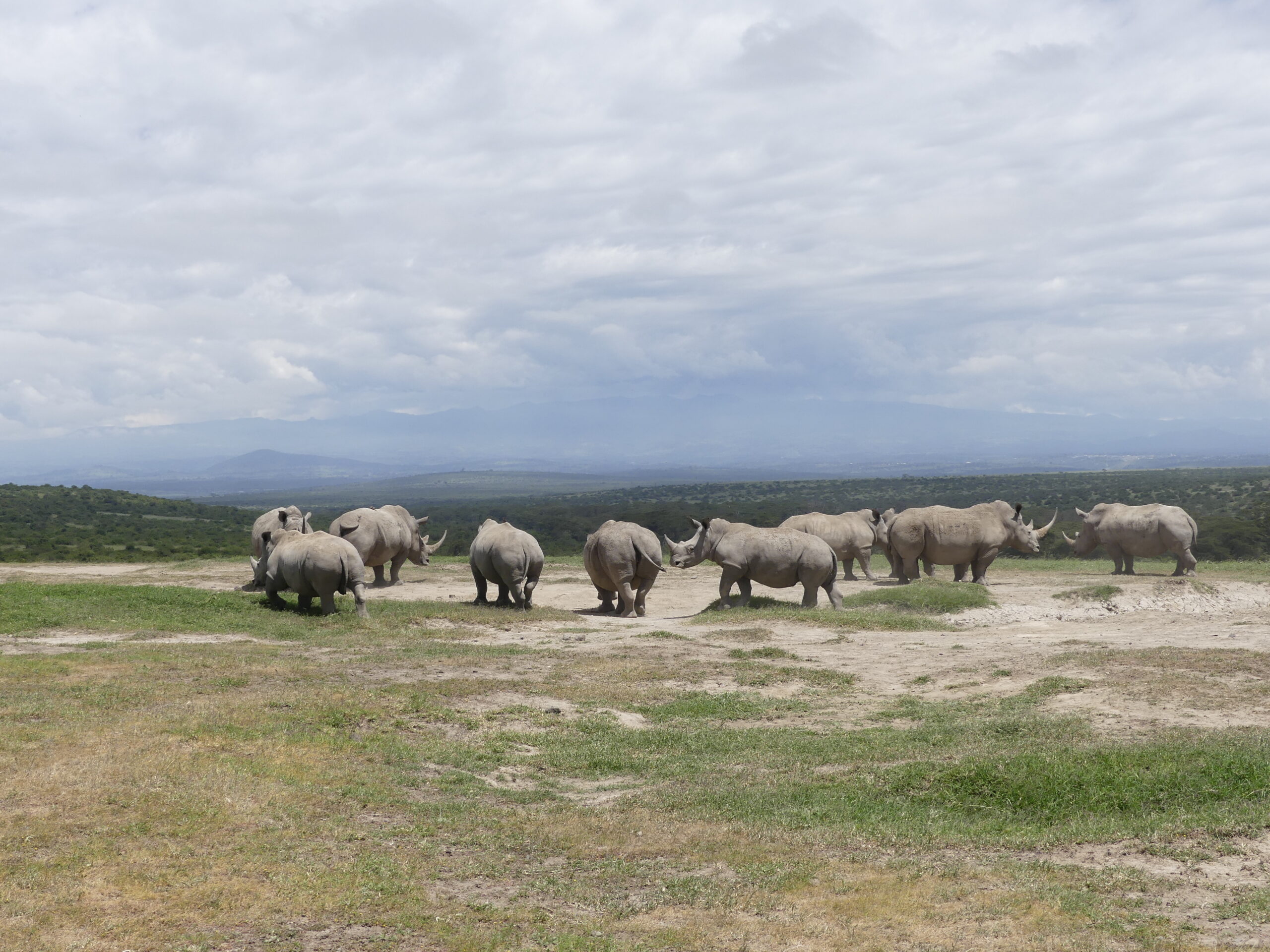 Gruppe von mehreren Nashörnern im Solio Conservancy