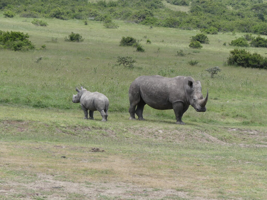 Ein Nashorn mit Jungtier stehen Rücken an Rücken im Solio Conservancy