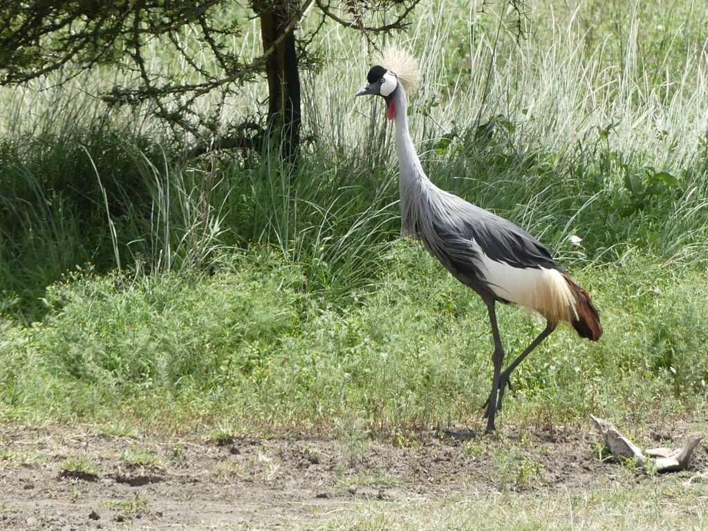Einzelner Kronenkranich spaziert im Solio Conservancy