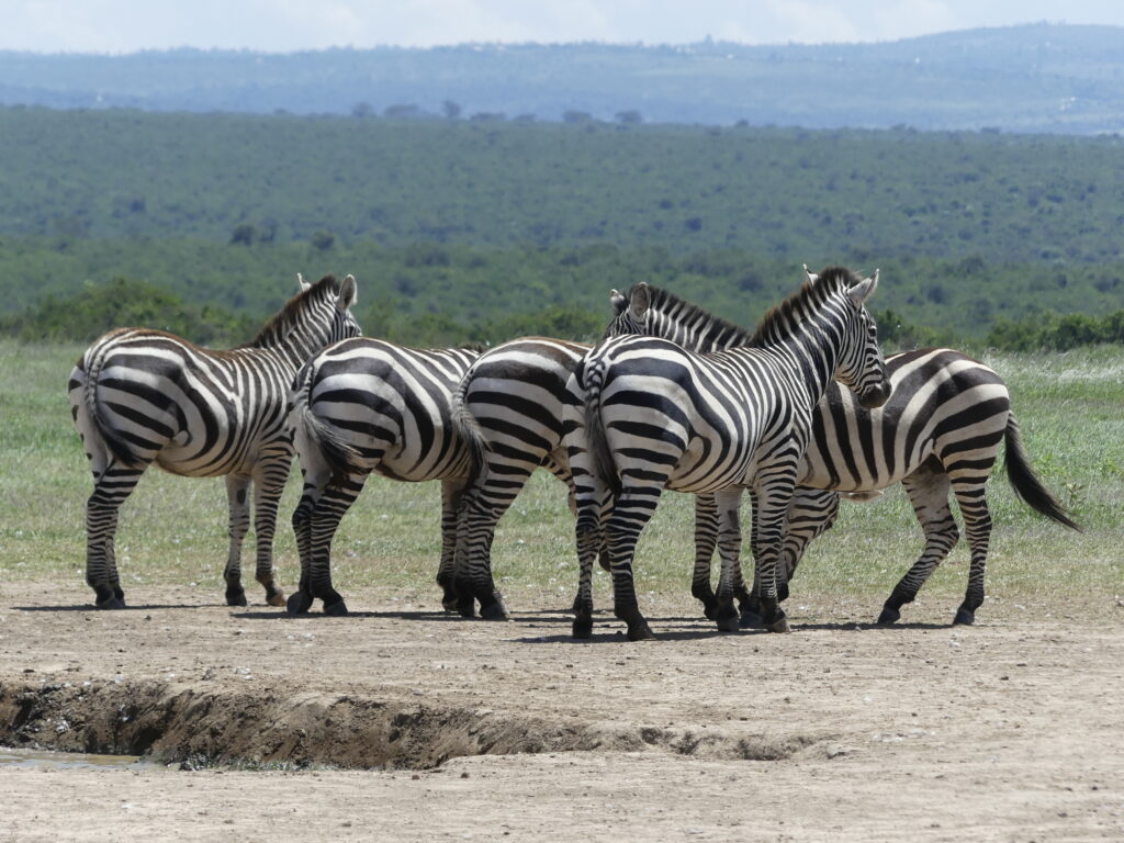 Zebras im Solio Conservancy