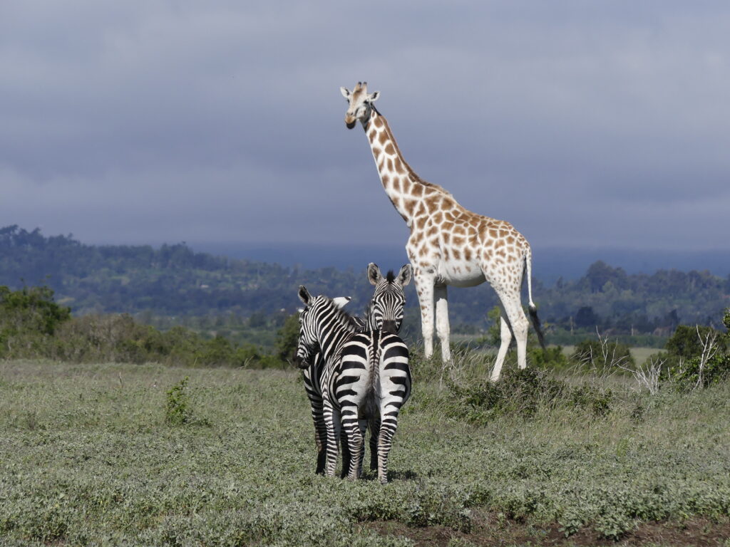 Fußpirsch im Aberdare County Club Conservancy zu Giraffen und Zebras
