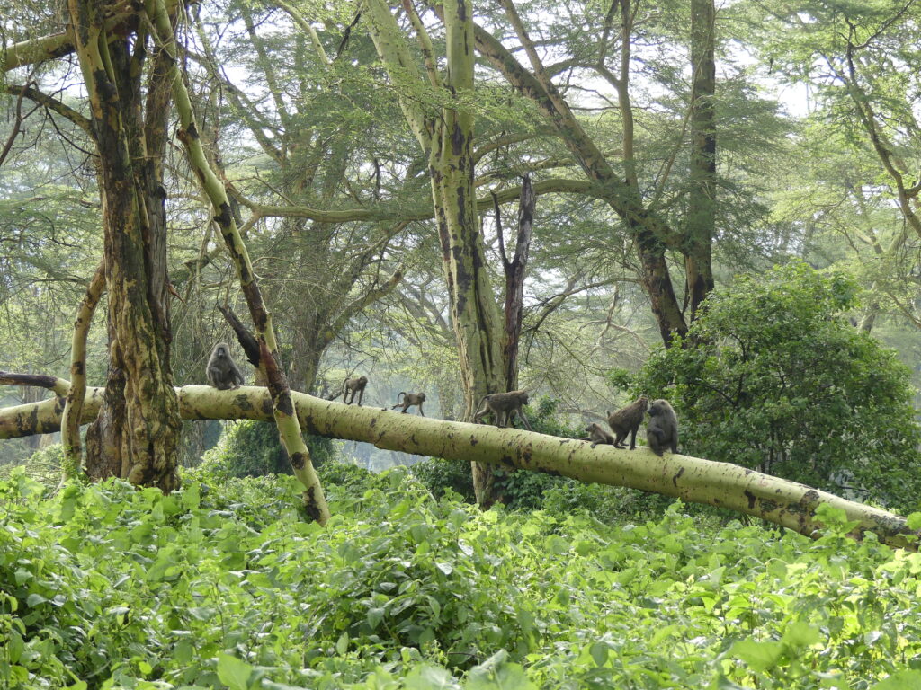 Eine Gruppe von Pavianen turnt auf einem querliegenden Baumstamm 