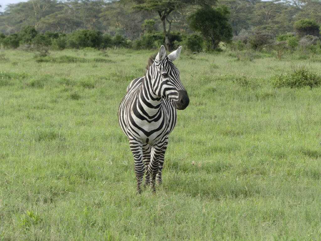 Einzelnes Zebra frontal im Solio Conservancy