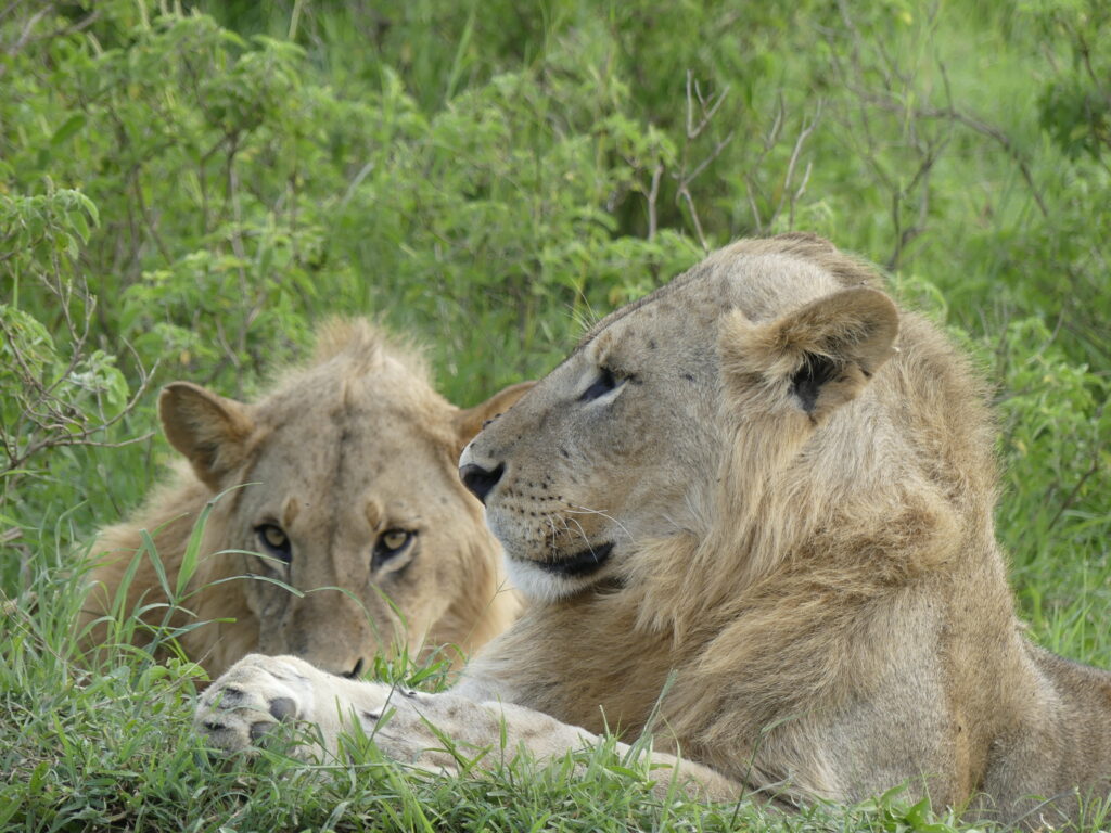Zwei Löwen im Ol Pejeta Conservancy