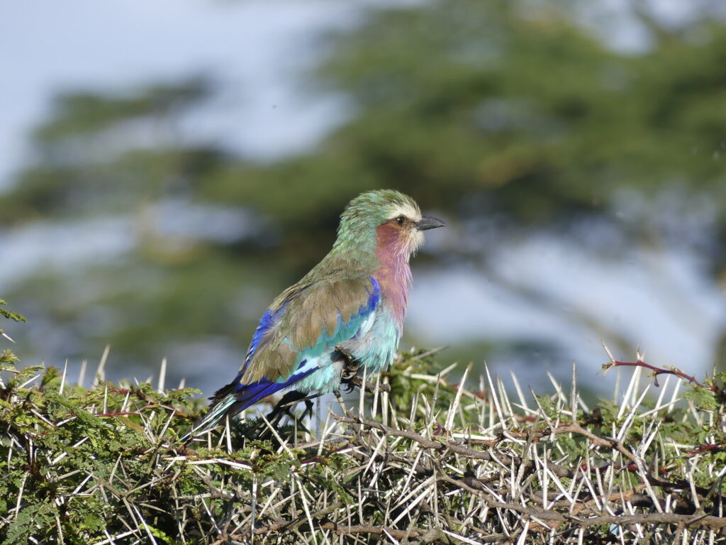 Lilac brested Roller in Kenia