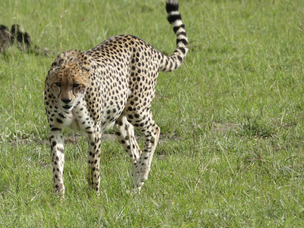 Gepard im Ol Pejeta Conservancy