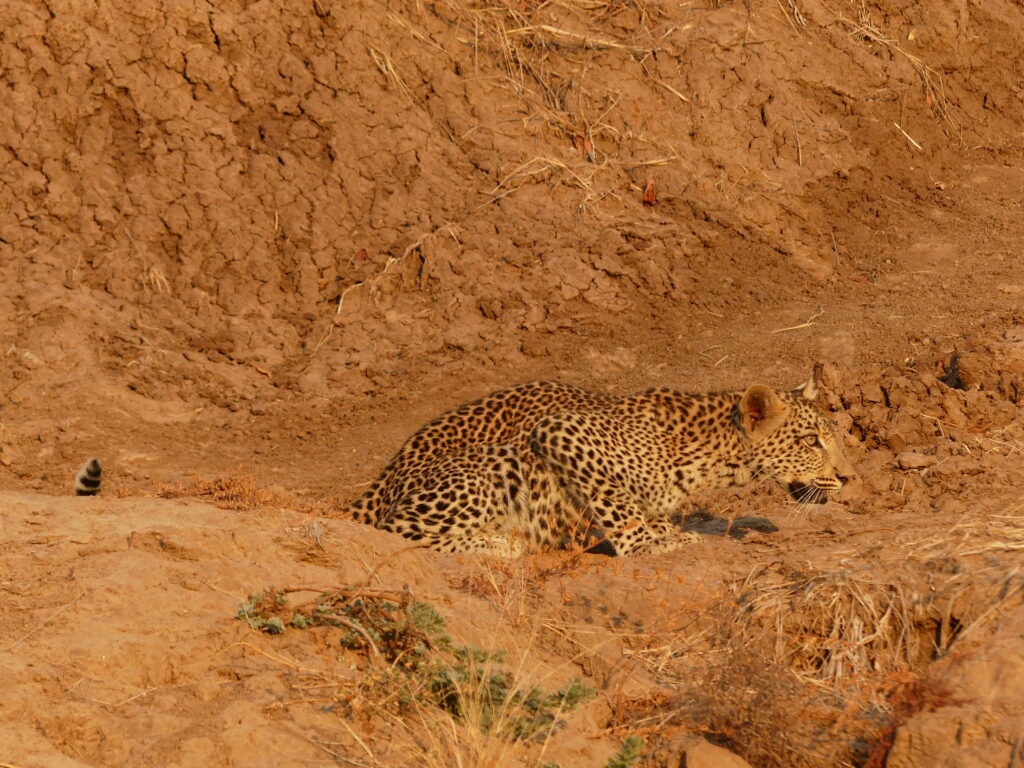 Leopard Jungtier in "Hab-Acht-Stellung" in Sambia