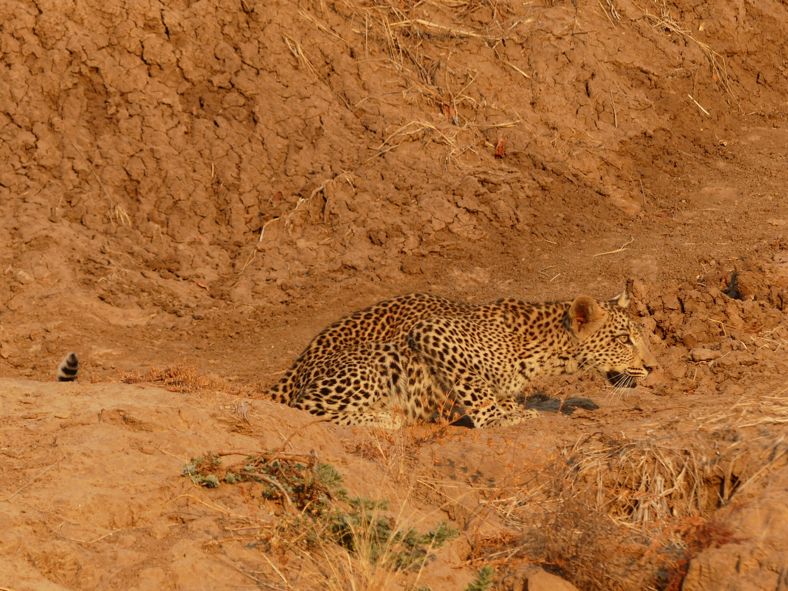 Leopard Jungtier in "Hab-Acht-Stellung" in Sambia