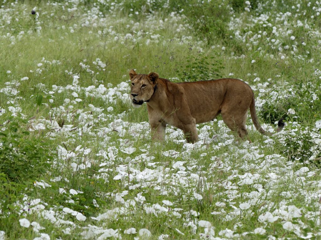 Eine Löwin in der Green Season in Tansania im Gras übersät mit Blumen im Tarangire Nationalpark.