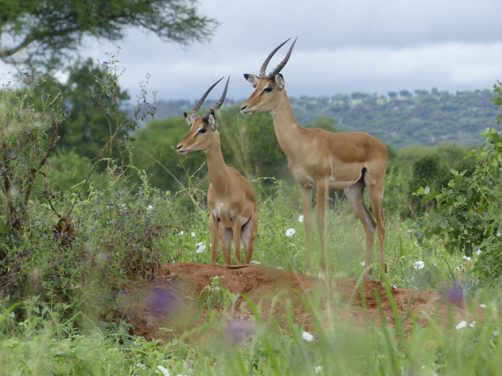 Zwei Impala Maennchen auf einer Blumenwiese