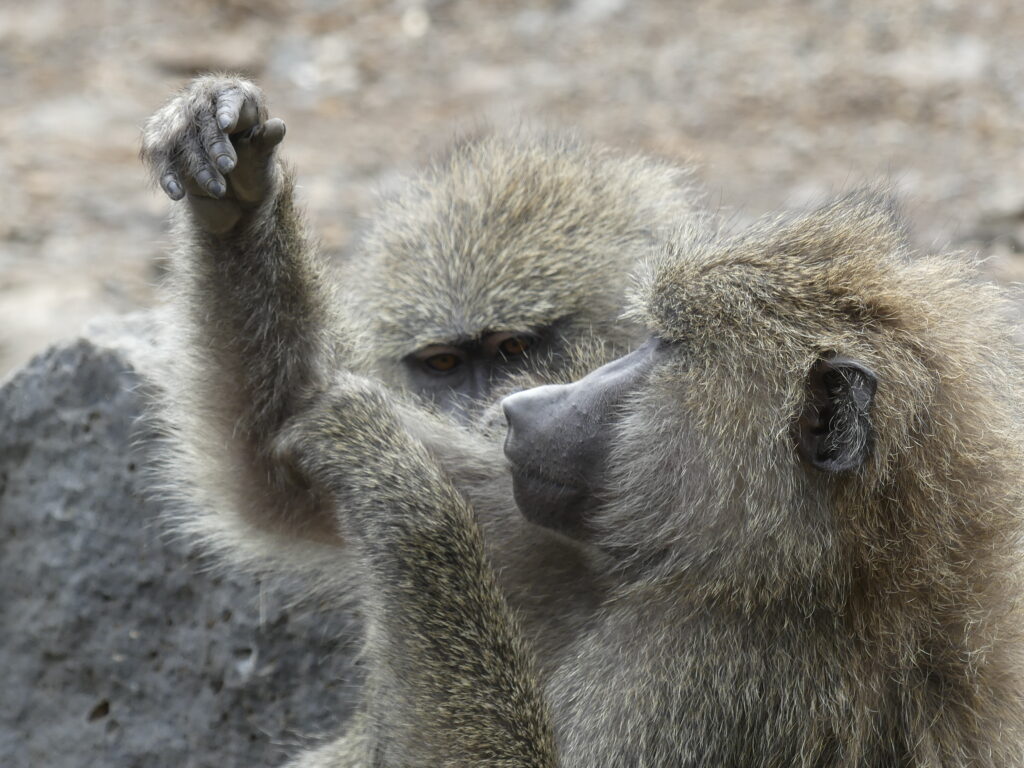 Zwei Paviane nebeneinander, hintereinander in Interaktion