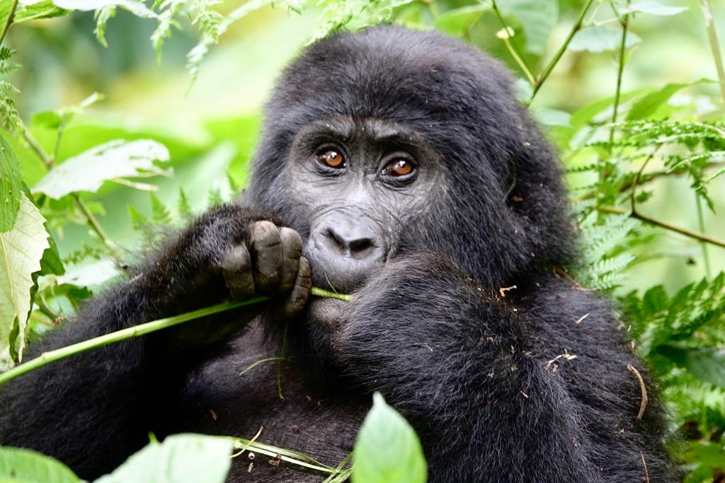 Berggorilla Baby im Bwindi Impenetrable Nationalpark Uganda