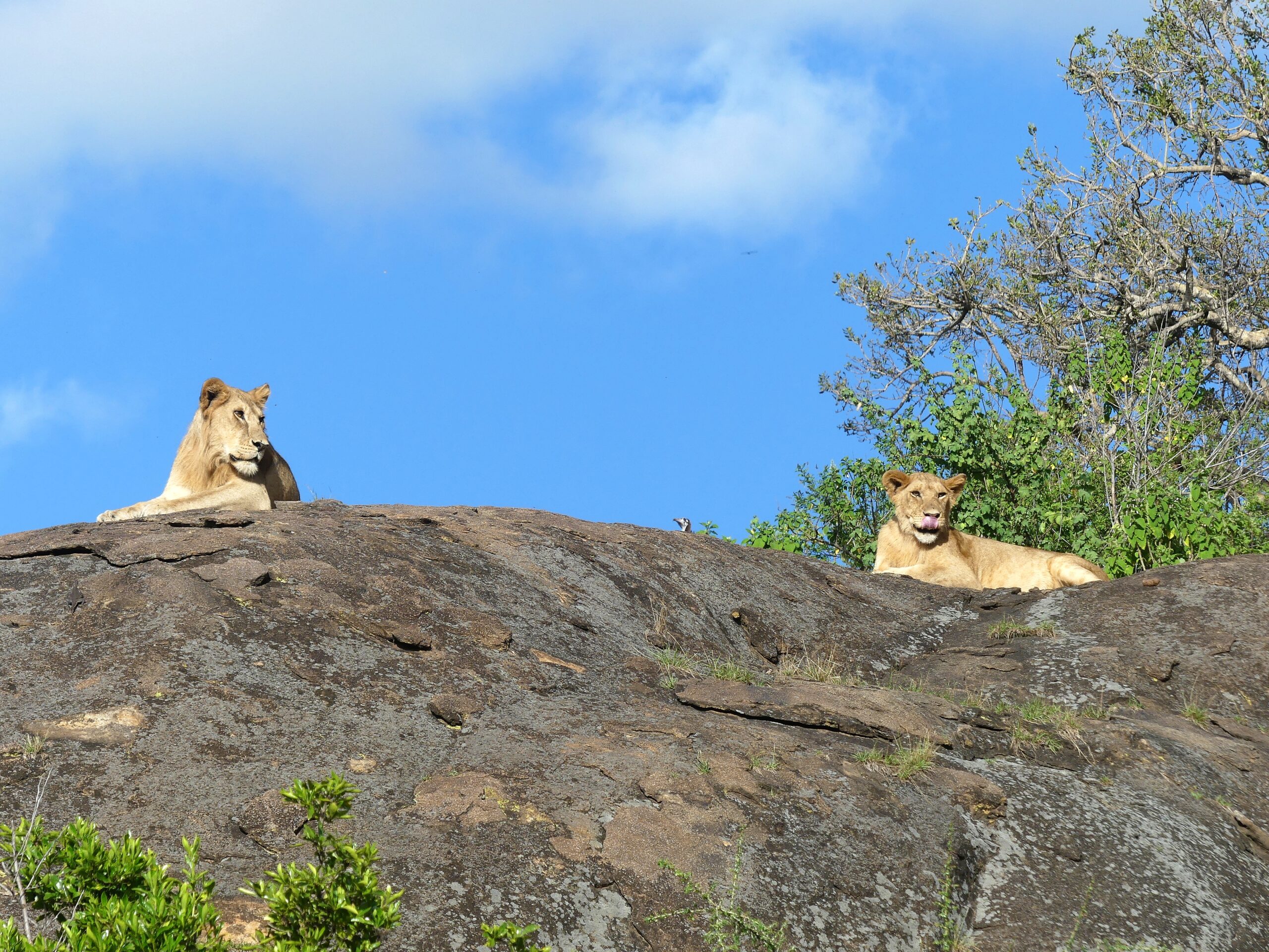 Zwei Loewen auf einem Steinfelsen Kopjes in der Serengeti mit blauem Himmel
