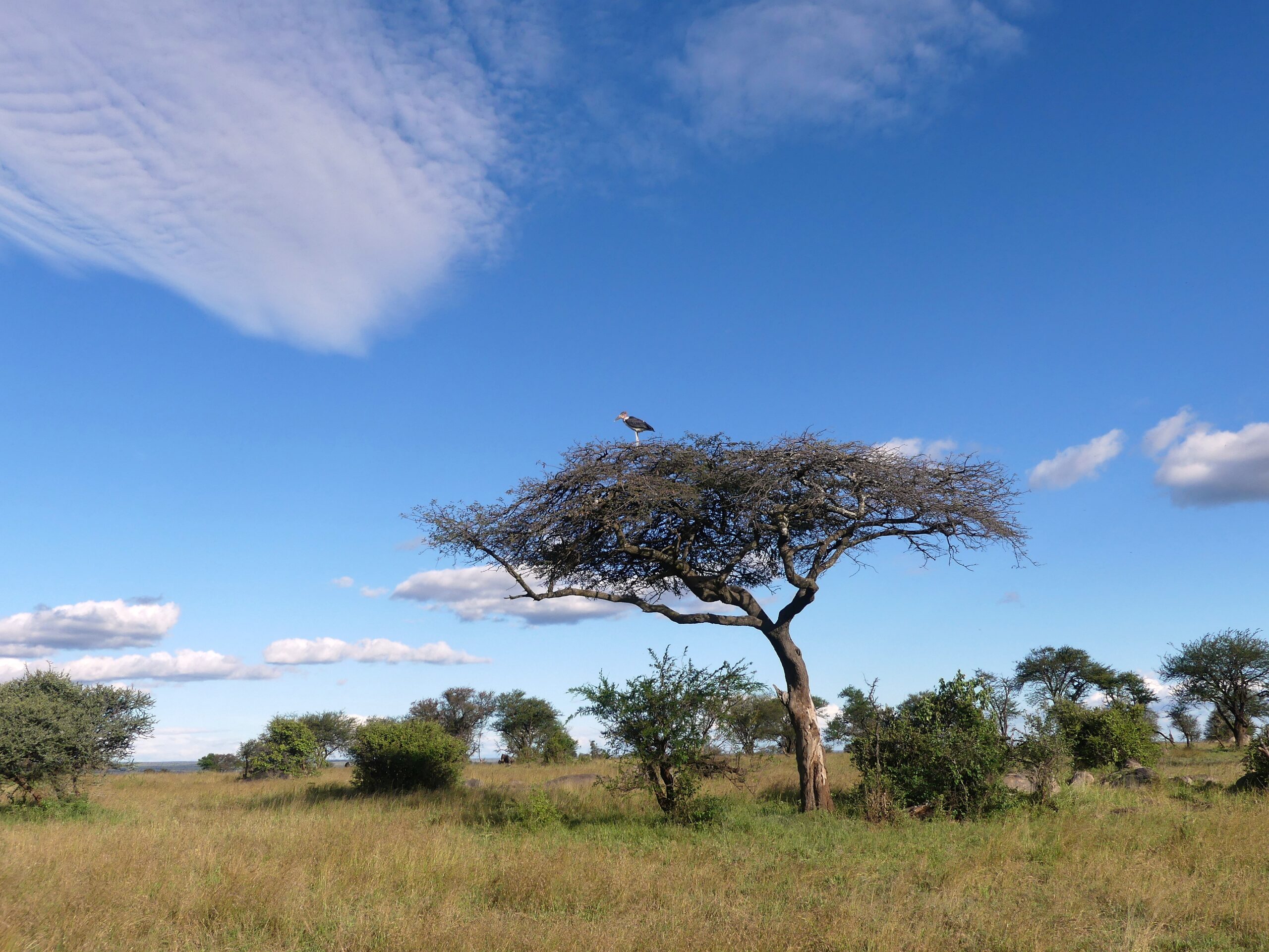 Ein Marabu auf der Krone einer Akazi vor strahlend blauem Himmel in der Serengeti - tolle Reiseinspirationen