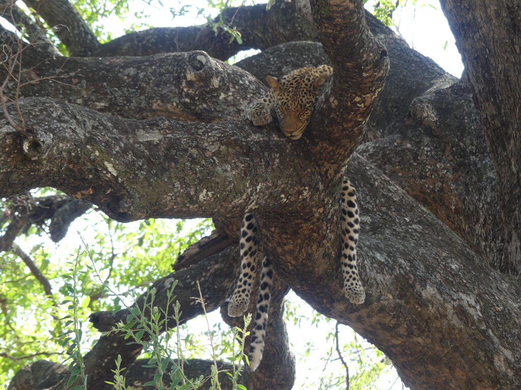 Leopard haengt faul im Baum ab