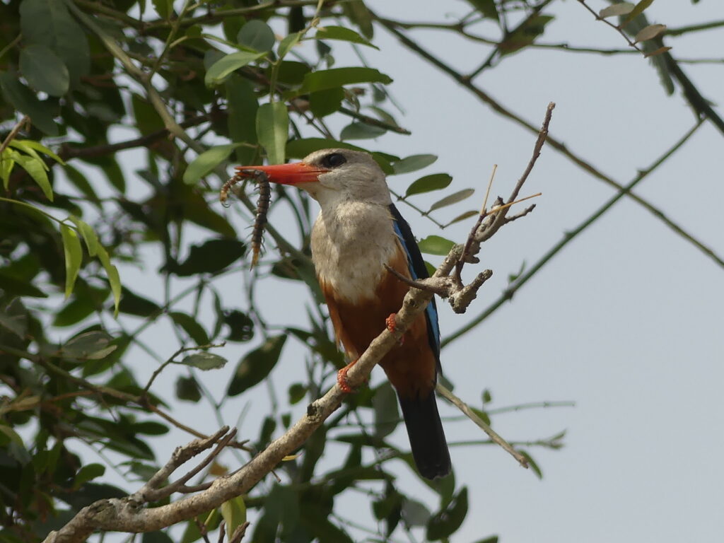 Grey headed Kingfisher mit Beute im Schnabel im Murchison Nationalpark