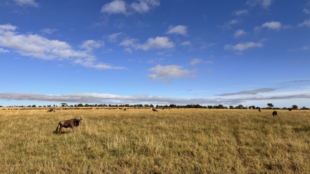 Safari-Freiheit in der Weite der Serengeti mit vielen Gnus am Horizont