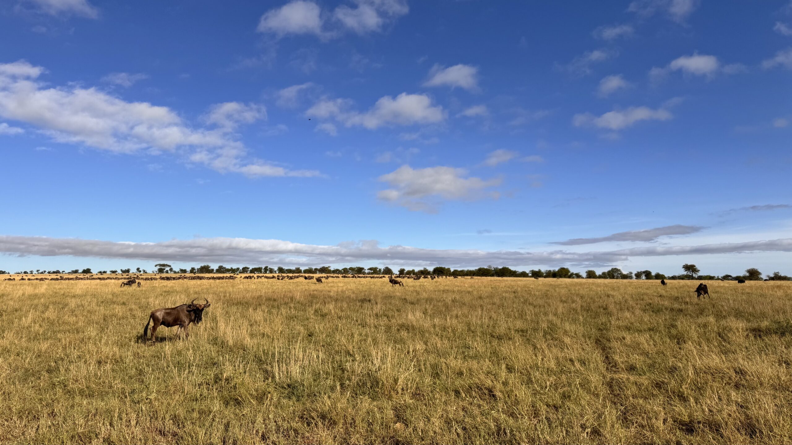 Safari-Freiheit in der Weite der Serengeti mit vielen Gnus am Horizont