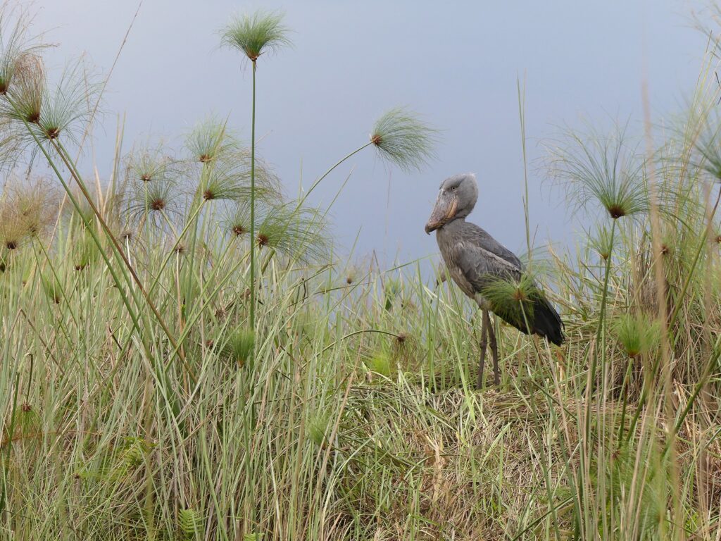 Ein seltener Schuhschnabel in den Mabamba Sümpfen am Victoriasee