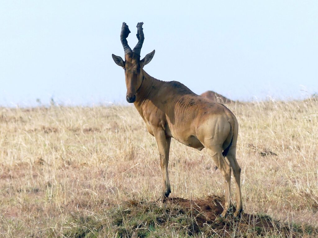 Topi im Kidepo Nationalpark schaut in die Kamera