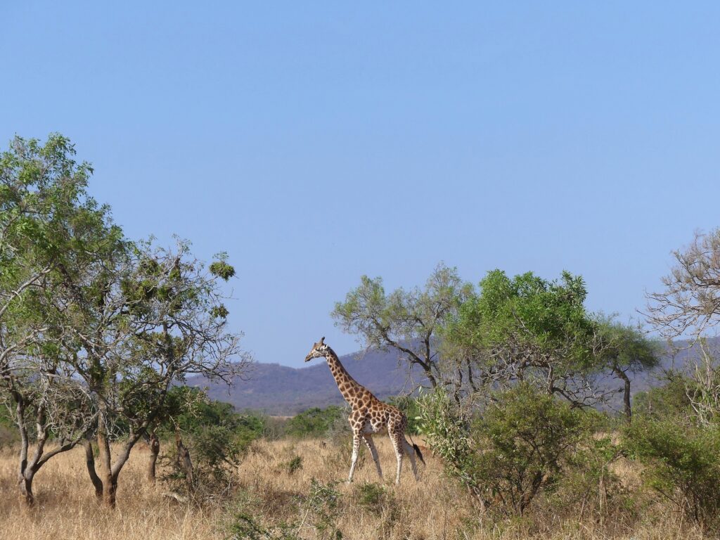 Giraffe im Kidepo Valley Nationalpark zwischen Büschen und Bäumen