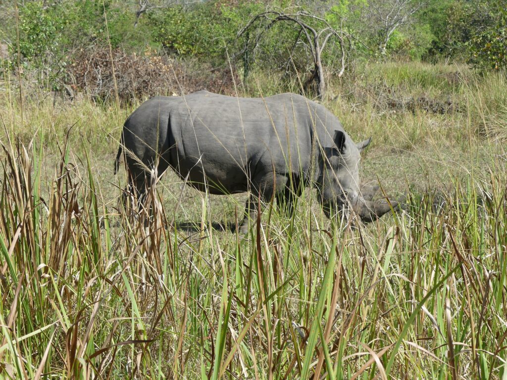 Walking Safari im Ziwa Rhino Sanctuary, Rhino Trekking