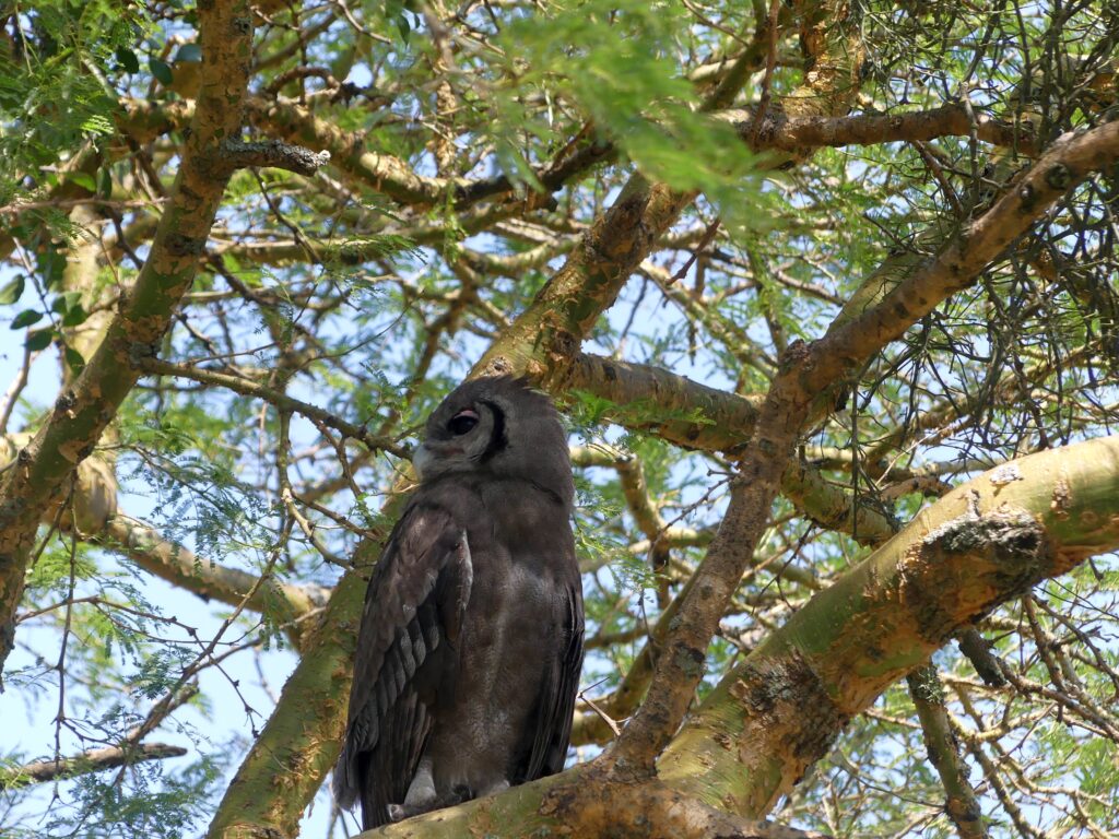Riesen-Adllereule im Ishasha Sektor des Queen Elizabeth Nationalparks, Verreaux's Eagle-owl