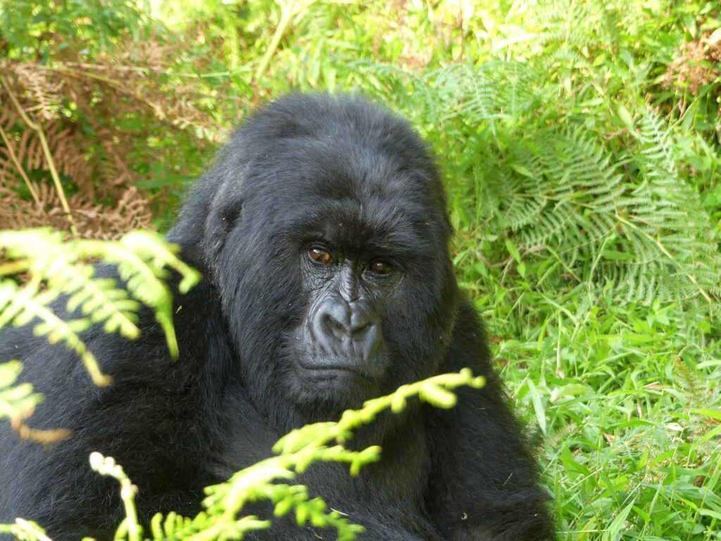 Berggorilla im Mgahinga Nationalpark in den Virunga Bergen