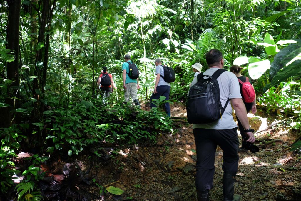 Spaziergang durch den Regenwald, um Flora und Fauna besser kennenzulernen, in CostaRica