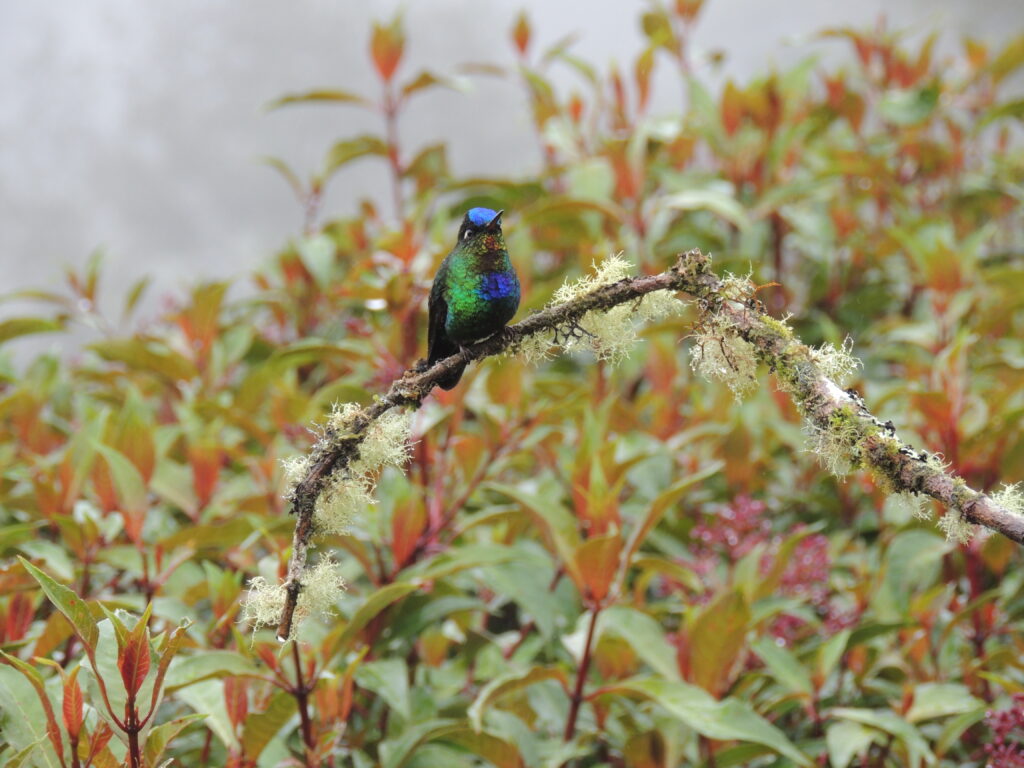 Kolibri sitzt auf einem Ast inmitten der farbenfrohen Vegetation CostaRicas