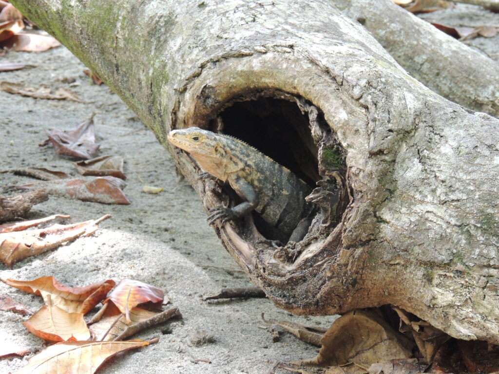 Eine Echse schaut aus einem Baumloch im Manuel Antonio Nationalpark in CostaRica