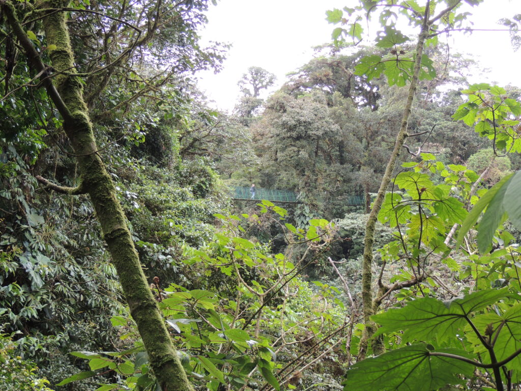 Ein Blick auf eine der Hängebrücken im Monteverde Nationalpark in CostaRica
