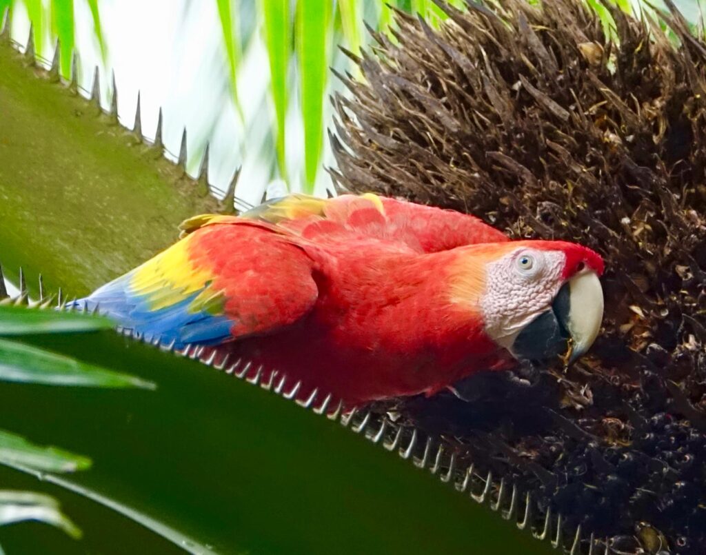 Ein Papagei auf einem Kaktusgewächs in CostaRica