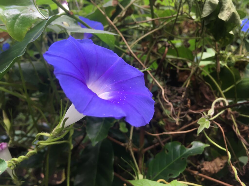 Großaufnahme einer lila Blüte in CostaRica
