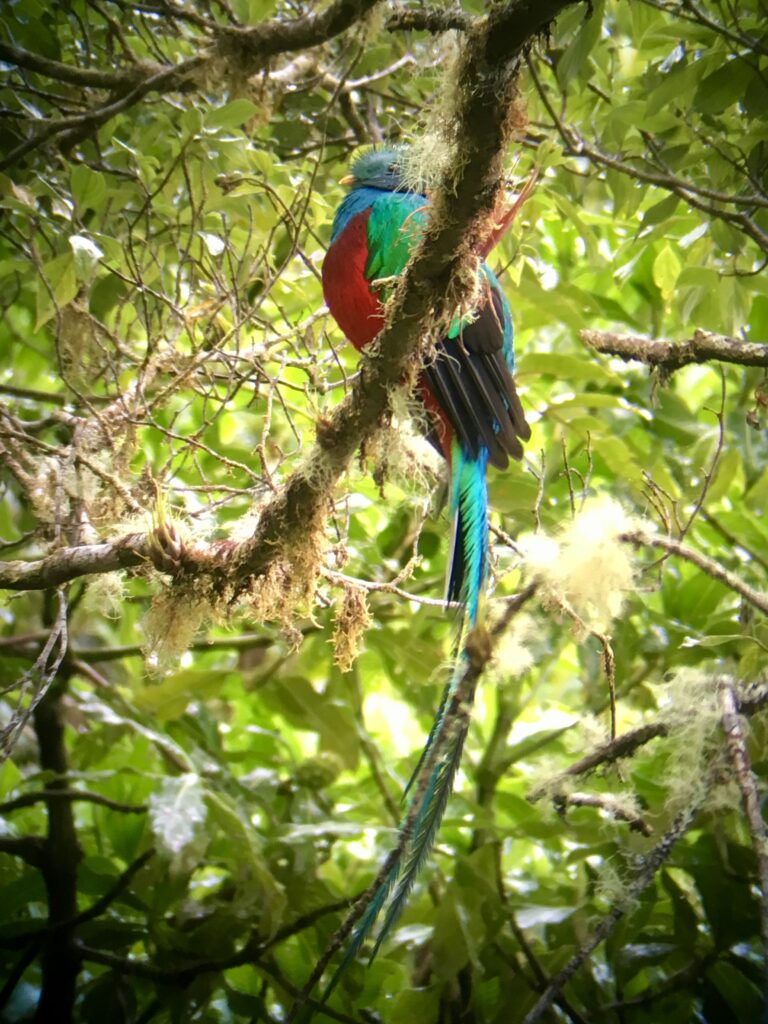 Der sogenannte Göttervogel Quetzal auf einem Ast im dichten Wald in CostaRica