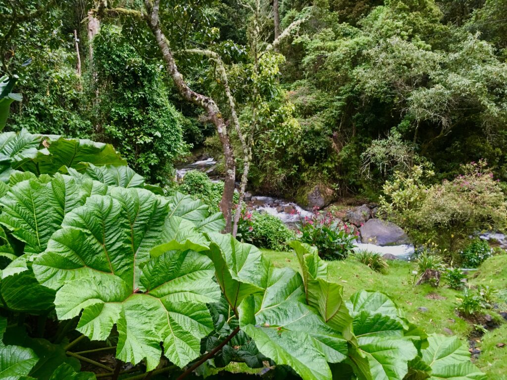 Natur pur mit Flusslauf und kleinem Wasserfall in CostaRica