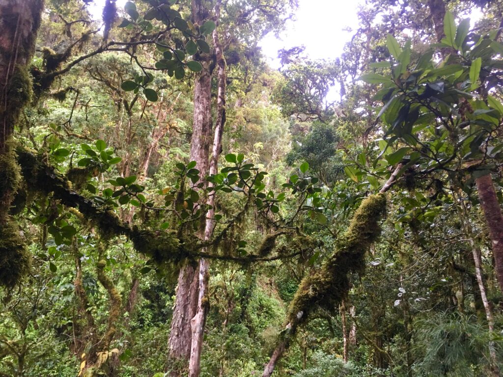 Der immergrüne Regenwald in CostaRica beeindruckt.