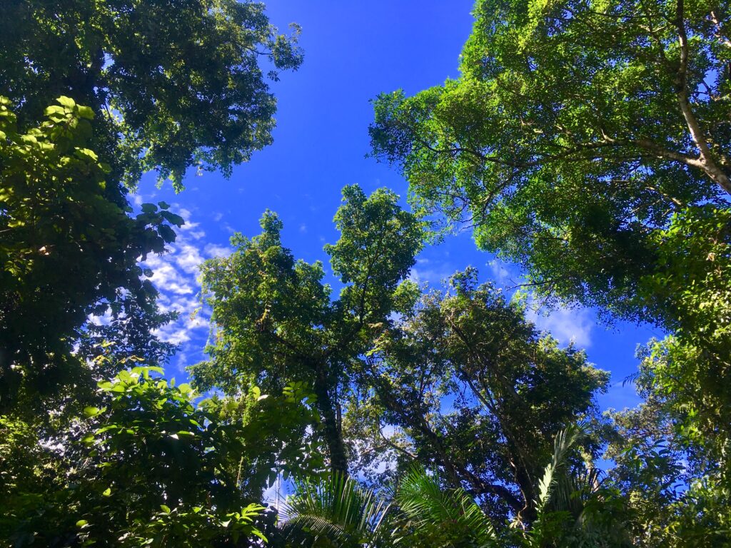 Blick durch die riesigen grünen Baumkronen in den strahlend blauen Himmel