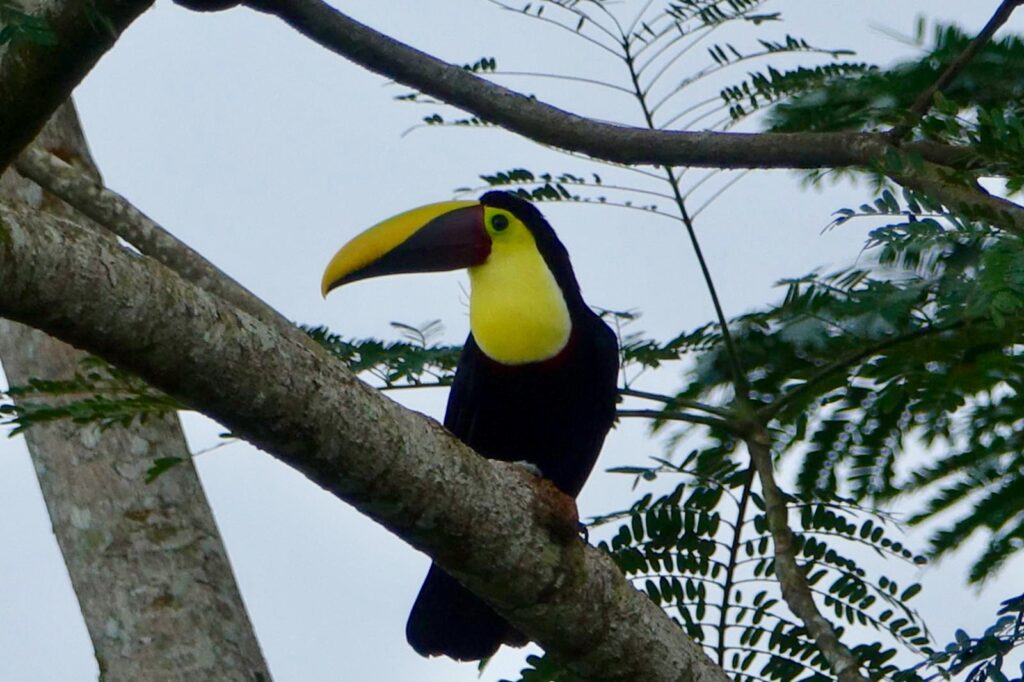 Ein Tukan auf einem Baum sitzend in CostaRica