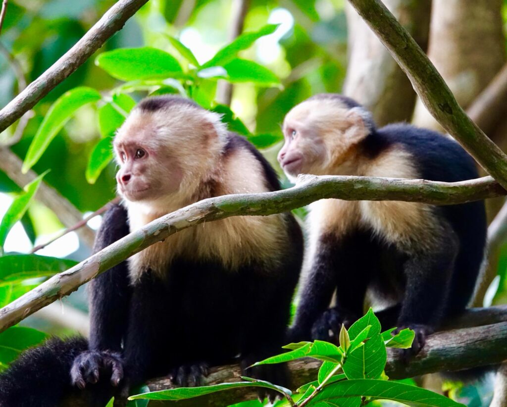 Zwei Äffchen dicht nebeneinder im Manuel Antonio Nationalpark in CostaRica