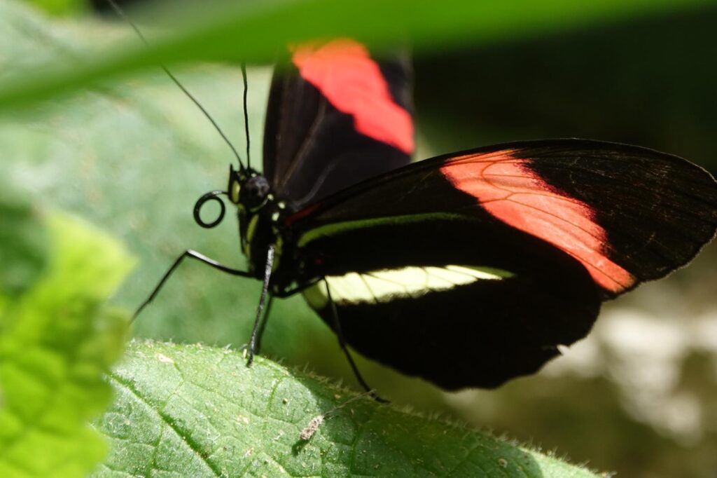 Nahaufnahme eines der unzähligen Schmetterlinge in CostaRica mit rotem Strich auf schwarzen Flügeln