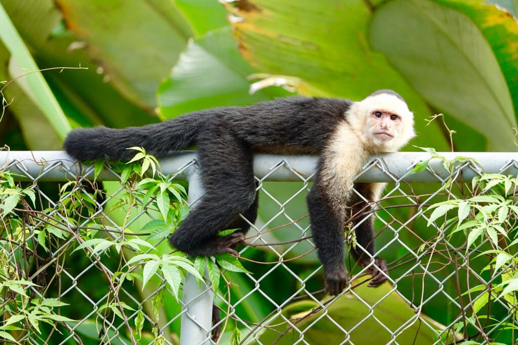 Faulenzender Affe über einem Zaun am Eingang zum Manuel Antonio Nationalpark in CostaRica