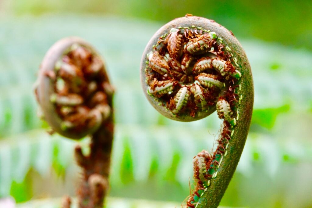 Nahaufnahme eines neuen Farnblattes im Regenwald in CostaRica