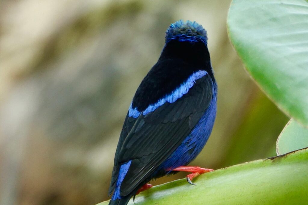 Ein farbenprächtiger, blauer Vogel in Nahaufnahme von hinten in CostaRica