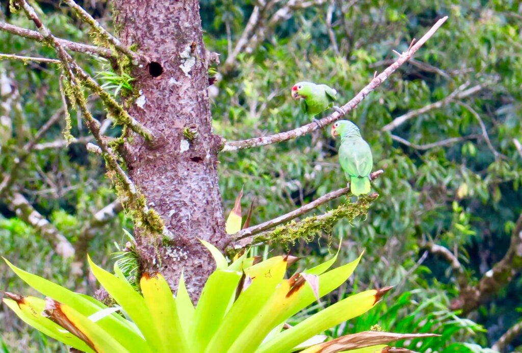 Zwei Papageien mit grünem Gefieder auf zwei Ästen übereinander sitztend in CostaRica